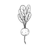 contour de radis. illustration vectorielle dessinés à la main. produit du marché agricole, légume isolé. vecteur