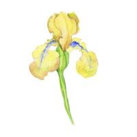 iris jaune, illustration peinte à la main à l'aquarelle un bouquet de fleurs avec des feuilles vecteur