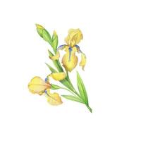 iris jaunes, illustration peinte à la main à l'aquarelle un bouquet de fleurs avec des feuilles vecteur
