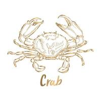 dessin au trait vecteur crabe doré sur fond blanc