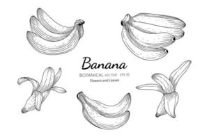 ensemble de banane dessiné à la main vecteur
