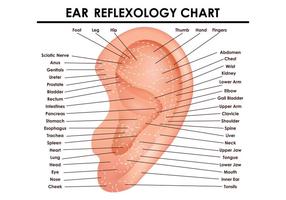 Tableau de réflexologie de l'oreille vecteur