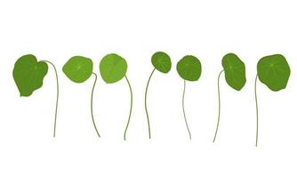 illustration vectorielle de gotu kola. centella asiatica est une plante médicinale. les herbes aident à guérir l'inflammation. isolé sur fond blanc vecteur