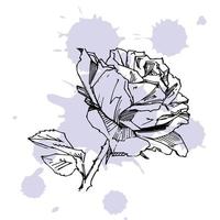 rose dessinée à la main. illustration vectorielle. style de tatouage vintage rose. croquis de motif de fleur pour la conception. illustration d'encre isolée. vecteur