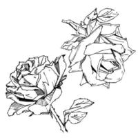 rose dessinée à la main. illustration vectorielle. style de tatouage vintage rose. croquis de motif de fleur pour la conception. illustration d'encre isolée. vecteur