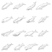 icônes de baleine définir le contour vectoriel
