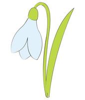 fleur de perce-neige ou galanthus nivalis. illustration vectorielle de printemps. vecteur