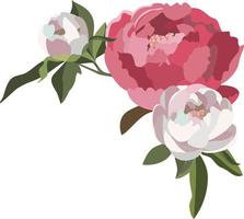 composition florale de pivoine, fleurs blanches et roses luxuriantes avec verdure vecteur