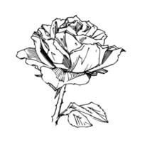 rose dessinée à la main. illustration vectorielle. style de tatouage vintage rose. croquis de motif de fleur pour la conception. illustration d'encre isolée. vecteur