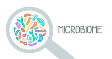 illustration du microbiome des bactéries. image vectorielle. gastroentérologue. bifidobactéries, lactobacilles. bactéries lactiques. illustration dans un style plat. vecteur