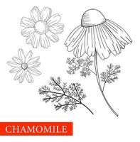 la camomille est en noir et blanc. illustrations botaniques. bon pour les cosmétiques, la médecine, le traitement, l'aromathérapie, les soins aux patients, la conception d'emballages, le bouquet de terrain. plantes médicinales. livre de coloriage anti-stress. vecteur