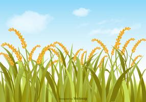 Illustration de champ de riz vectoriel gratuit