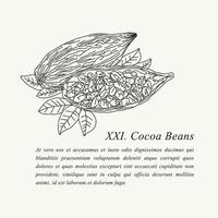 illustration botanique détaillée des fèves de cacao vecteur