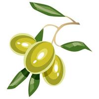 illustration vectorielle d'olive vecteur