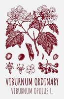 dessins vectoriels de viorne ordinaire. illustration dessinée à la main. nom latin viburnum opulus l. vecteur