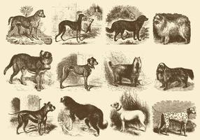 Illustrations vintage de chien vecteur