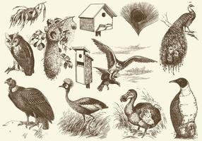 Illustrations des oiseaux et des nids vecteur