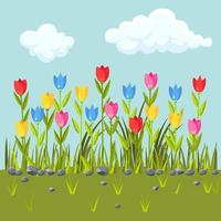 champ de fleurs avec des tulipes colorées. bordure d'herbe verte. scène de printemps avec ciel bleu et nuages vecteur