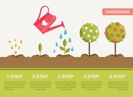 croissance des plantes dans le sol, des graines aux fruits. planter un arbre. plante de jardinage de semis. chronologie vecteur