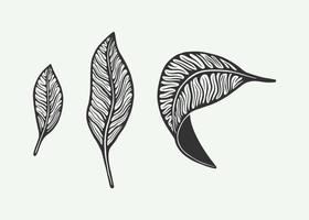 feuilles de café ou de thé vintage rétro. peut être utilisé pour la conception de logo, badge ou emblème. style de gravure sur bois en ligne. art graphique monochrome. illustration vectorielle. vecteur