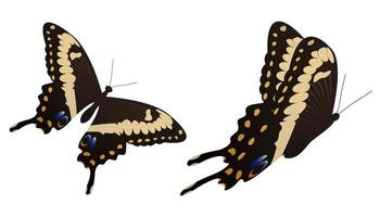 l'illustration vectorielle du papillon machaon noir vecteur