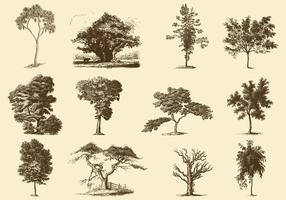 Illustrations des arbres sépia vecteur