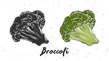 illustration de style gravé de vecteur pour les affiches, la décoration et l'impression. croquis dessiné à la main de brocoli en monochrome et coloré. dessin détaillé de nourriture végétarienne.