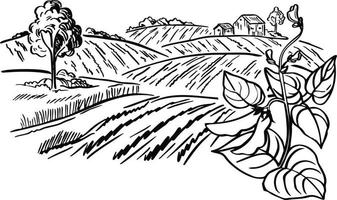 paysage de plantation de café en illustration vectorielle de style graphique dessinés à la main. vecteur