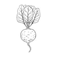 contour de betterave. illustration vectorielle dessinés à la main. produit du marché agricole, légume isolé. vecteur