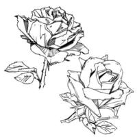 rose dessinée à la main. illustration vectorielle. style de tatouage vintage rose. croquis de motif de fleur pour la conception. illustration d'encre isolée. vecteur