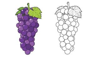 doodle de contour simple dessiné à la main et coloration des raisins, icône de fruits frais. illustration vectorielle isolée sur fond blanc. eps 10