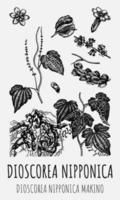 ensemble de dessins vectoriels de dioscorea nipponica de différentes couleurs. illustration dessinée à la main. nom latin dioscorea nipponica makino. vecteur