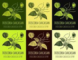 ensemble de dessins vectoriels de dioscorea caucasien dans différentes couleurs. illustration dessinée à la main. Nom latin Dioscorea caucasica Lipsky. vecteur