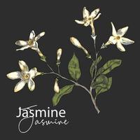 illustration de conception de vecteur dessiné main fleur de jasmin
