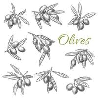 jeu d'icônes de croquis vectoriels de branches d'olives vecteur