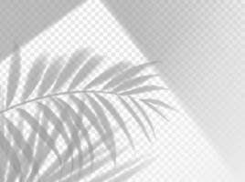 superposition d'arrière-plan d'ombre de feuilles de palmier, modèle vecteur