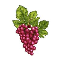 croquis de vecteur de raisin rouge baies de fruits isolés