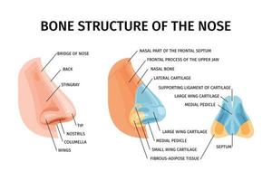 infographie de la structure osseuse du nez vecteur