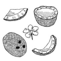 ensemble de cliparts de noix de coco. icône de noix dessinée à la main. illustration tropicale. pour l'impression, le web, le design, la décoration vecteur