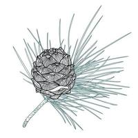 branche de cèdre dessin au trait avec cône vecteur