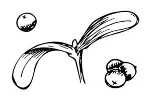clipart de noël et du nouvel an dessinés à la main. brindilles de gui avec des baies. illustration de vacances vecteur