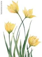 tulipes des bois jaunes vecteur