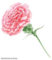 œillet rose. symbole de la fête des mères vecteur