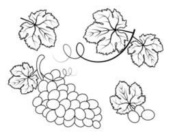 raisins et feuilles de vigne, un ensemble de dessins au trait. croquis, vecteur