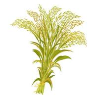 récolte de riz. bouquet d'oreilles attachées avec une corde. illustration vectorielle de tiges de céréales isolées. vecteur