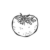 illustration vectorielle dessinée à la main d'un produit pour la cuisine italienne. tomate vecteur