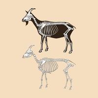 illustration vectorielle de chèvre squelette vecteur
