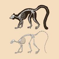 squelette, lémurien queue anneau, vecteur, illustration vecteur