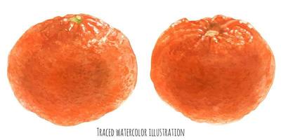 mandarine à l'orange vecteur