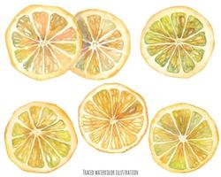 tranches de citron aquarelle vecteur